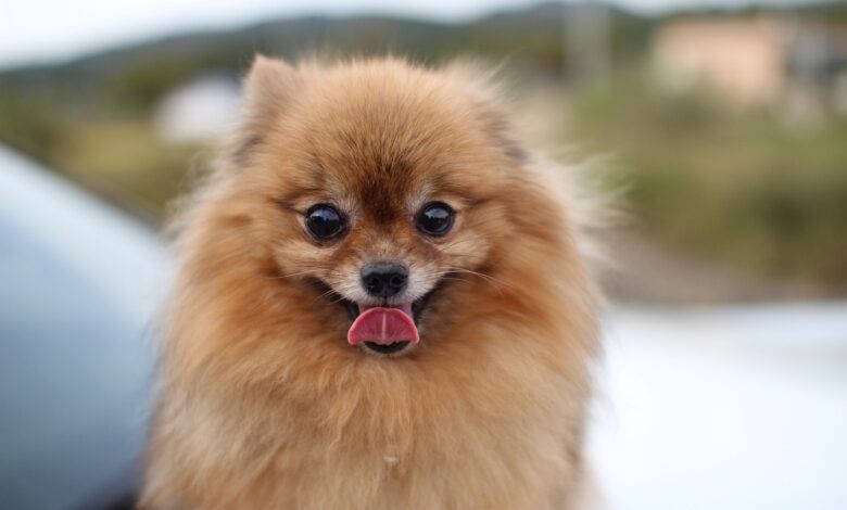 5 Dog Breeds Whose Cheerful Disposition Brightens the Dreariest Days