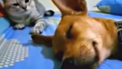 Dog Farts While Sleeping But The Cat’s Comeback Has Audiences Going Wild