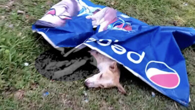 Local Dog Found Covered With A Poster And Unable To Move