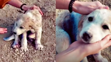Traveling Couple Found Puppy On Mountain 'Covered' In Blue-Spray Paint
