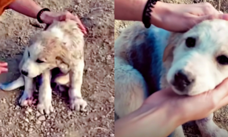 Traveling Couple Found Puppy On Mountain 'Covered' In Blue-Spray Paint