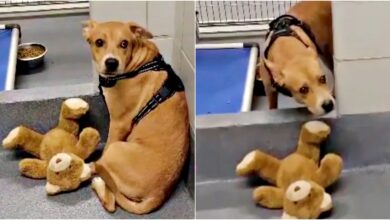 Resilient Dog Clings To 'Support' Bear From Former Home Amid Shelter Chaos