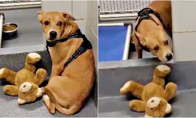 Resilient Dog Clings To 'Support' Bear From Former Home Amid Shelter Chaos