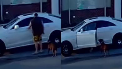 Monster 'Nonchalantly' Dumped His Dog Like Garbage And It Was All Caught On Video