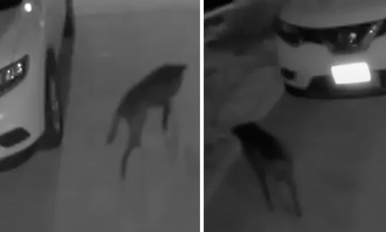 Woman Only Sees Stray Dog On Security Cam At Night, Had To Meet Him
