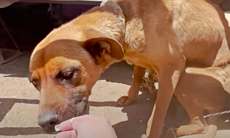 Lady Ignored Dog Tied To Her Trailer That Still Has An Infectious 'Joy-For-Life'
