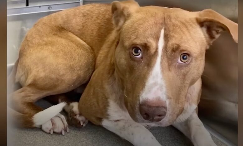 Pup Stayed As Far Away From His Family As He Could, Then They 'Figured It Out'