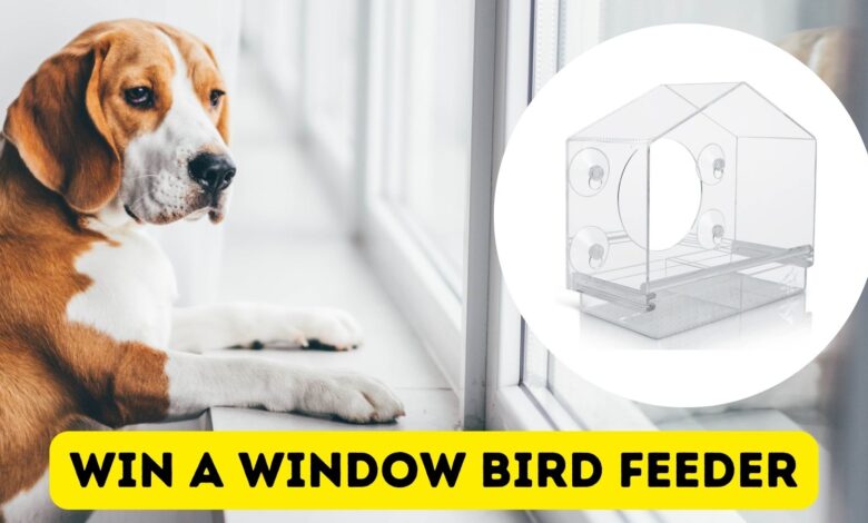 Win a Window Bird Feeder!