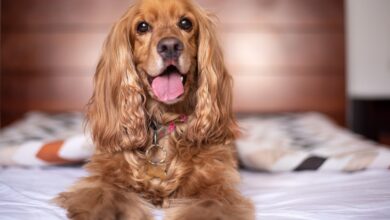 The History and Origin of the Cocker Spaniel: A Comprehensive Look