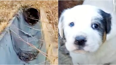 Perilous Mission To Capture Stashed Puppy Inside Sewer
