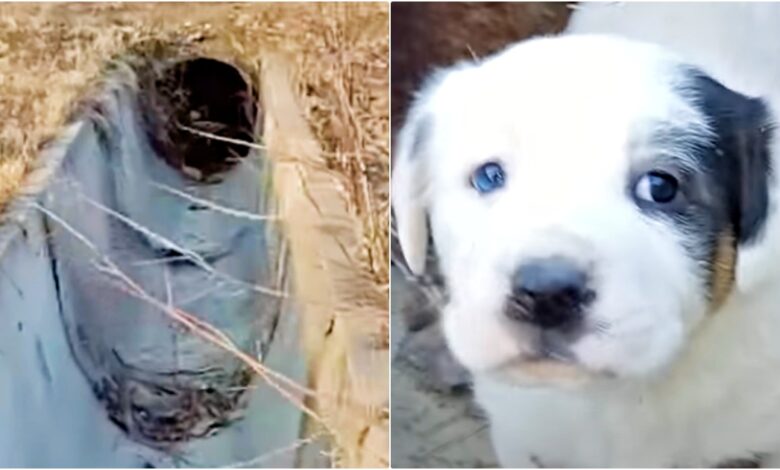 Perilous Mission To Capture Stashed Puppy Inside Sewer
