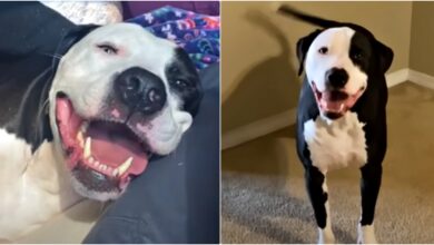 The Giant Grin And Body Wiggles On Dog That Was Last To Get Adopted