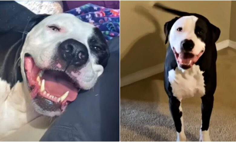 The Giant Grin And Body Wiggles On Dog That Was Last To Get Adopted