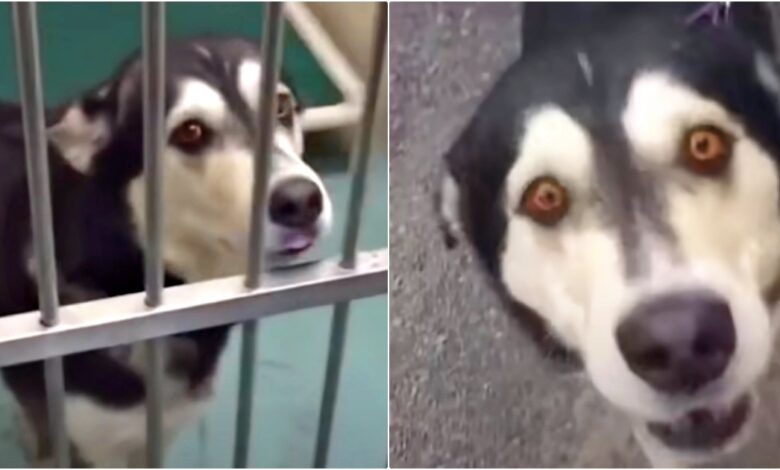 When Shelter Dog Chooses Dad And Crashes Through Gates To Get To Him