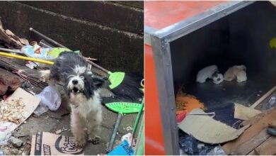 Mother Dog Fights to Nurture Pups, Relying on Garbage To Keep Them Alive