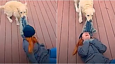 Woman Erupts Into Tear-Jerking Laughter At Dog's 'Devilish' Behavior