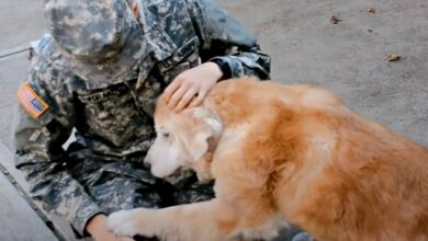 Soldier Reconnects With Old Dog Who 'Breaks Down' In Her Lap
