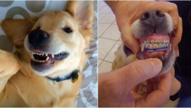 An 'Adorably Awkward' Puppy Proudly Shows Off His Mouth Full Of Braces