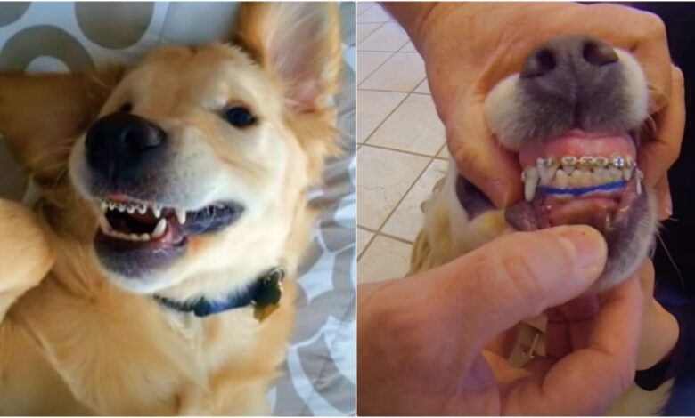 An 'Adorably Awkward' Puppy Proudly Shows Off His Mouth Full Of Braces