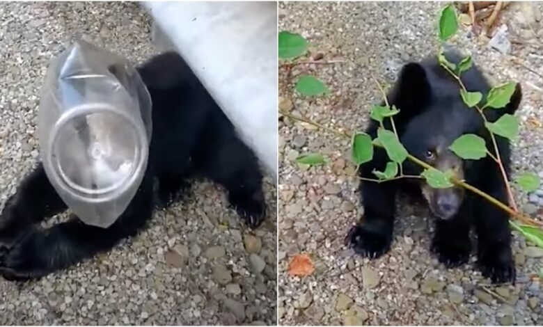 Woman Aids Suffocating Baby Bear But Cub Has Nowhere To Go
