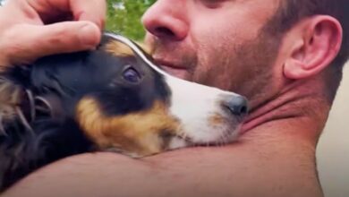 Aussie Puppy Lets Go Of 'Broken Spirit' In Man's Reassuring Arms