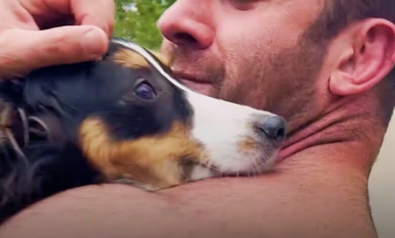 Aussie Puppy Lets Go Of 'Broken Spirit' In Man's Reassuring Arms