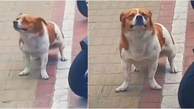 Dog's Desertion On City Sidewalk Gazing At Guy Filming