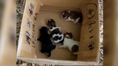 Newborn Pups Cried Out For Mom While Trembling On A Pile Of Leaves