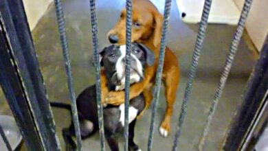 Two Shelter Dogs Clung To One Another As Their Names Moved Up 'The List'