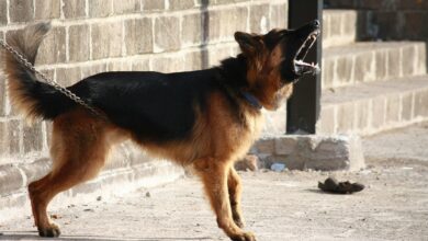 The 6 Most Protective Dog Breeds for Home Security
