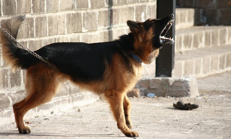 The 6 Most Protective Dog Breeds for Home Security