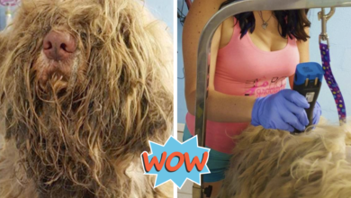 Dog Groomer Opened Shop In Middle-Of-Night To Give Stray Dog Haircut & Found Beauty Beneath Matted Fur
