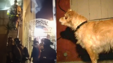 Quiet Rescue Dog Started 'Barking At Wall' One Day, Owner Grabbed Him And Runs