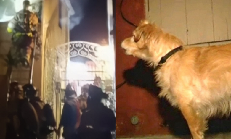 Quiet Rescue Dog Started 'Barking At Wall' One Day, Owner Grabbed Him And Runs