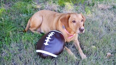 dog with football toy