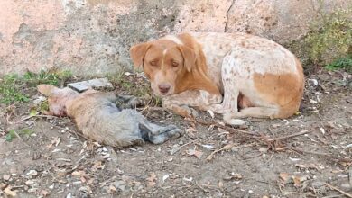 Mama 'Pleaded' With Her Eyes As She Lay Beside Her Helpless Pup