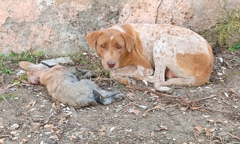 Mama 'Pleaded' With Her Eyes As She Lay Beside Her Helpless Pup