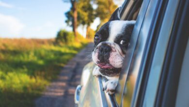 Why Dogs Love to Stick Their Heads Out of Car Windows