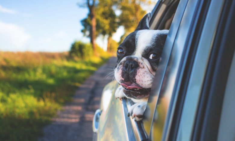 Why Dogs Love to Stick Their Heads Out of Car Windows