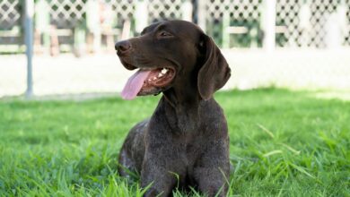 10 Dog Breeds Similar to German Shorthaired Pointers