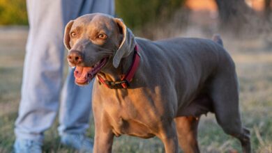 8 Dog Breeds Prone to Bloat (Deadly!)
