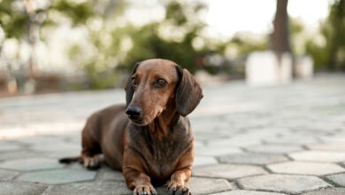 10 Life Lessons You Can Learn from a Dachshund