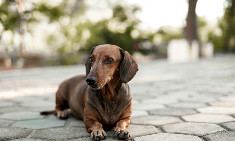 10 Life Lessons You Can Learn from a Dachshund