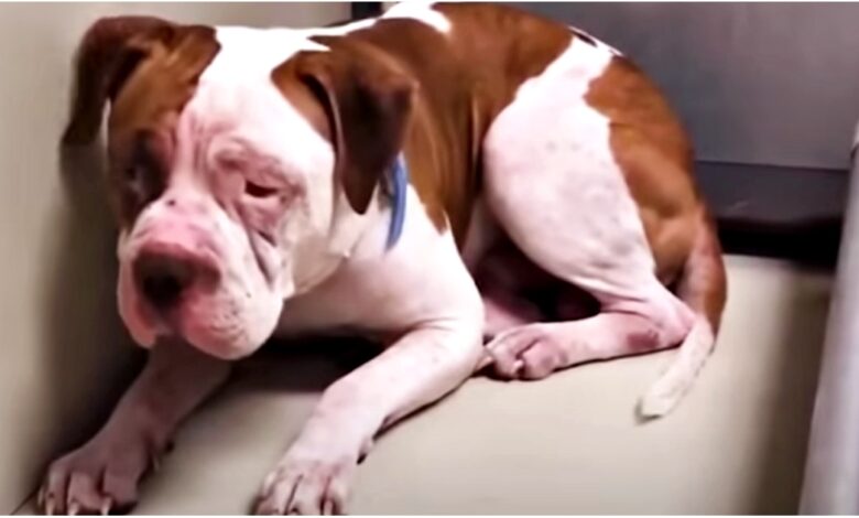Shaking Pit Bull Wouldn't Leave Shelter Corner, 'Heard A Voice' & Inched Forward