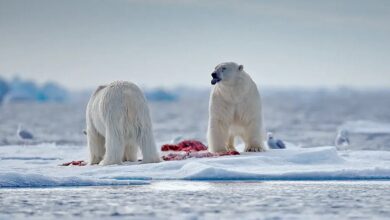 NY Times pushes an implausible story of polar bear evolution and what makes a species – Watts Up With That?