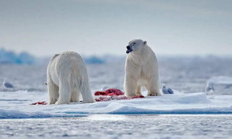 NY Times pushes an implausible story of polar bear evolution and what makes a species – Watts Up With That?