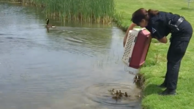 Cop Dumps 10-Orphaned Ducklings Into A Pond, And They Immediately Get New Mom