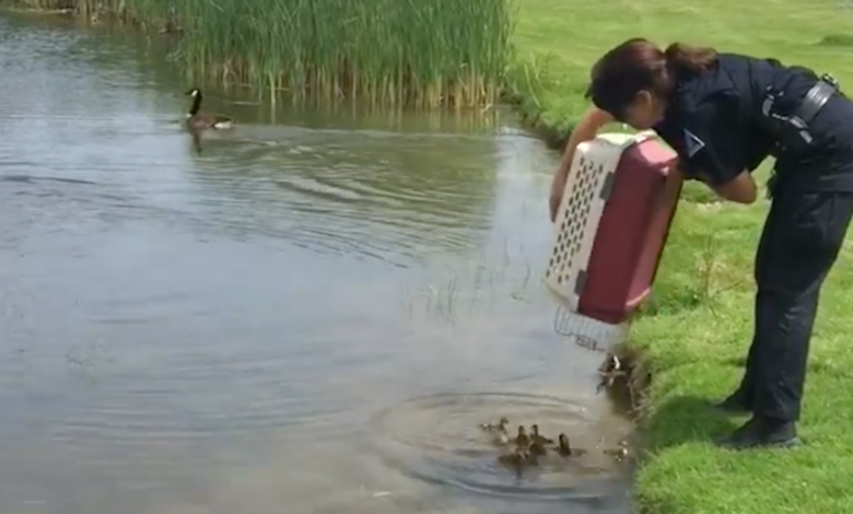 Cop Dumps 10-Orphaned Ducklings Into A Pond, And They Immediately Get New Mom