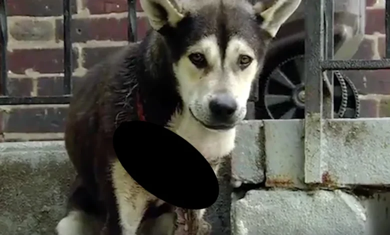 Dog Became Trapped In His Puppy Collar Because His Family Never Checked On Him