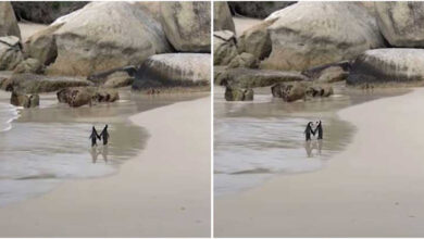 Penguin Couple Spotted 'Romantically Holding' Hands While Walking Along Beach